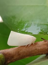 Close-up of a lizard on leaf