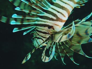 Close-up of jellyfish swimming in aquarium
