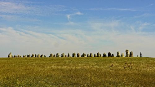 Flock of sheep grazing in field