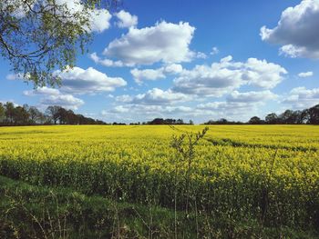 Scenic view of field against cloudy sky