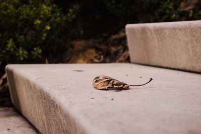 Close-up of a lizard on retaining wall