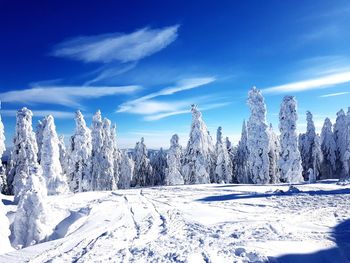 Trees on snow covered landscape against blue sky