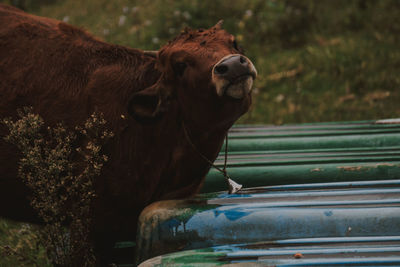 Cow in a car