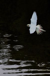Seagulls flying over lake