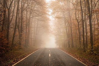 Road passing through forest