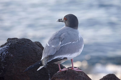 Bird perching on rock