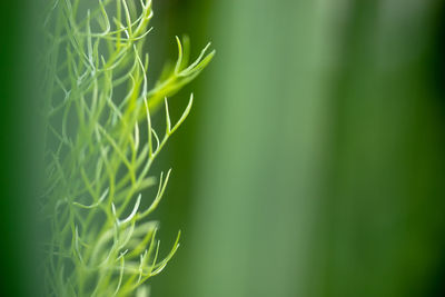 Close-up of fresh green plant