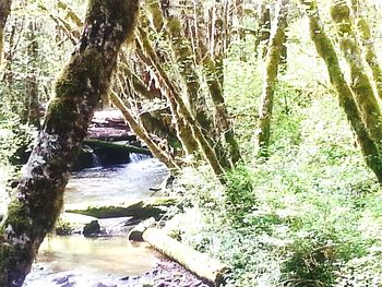 Scenic view of river in forest