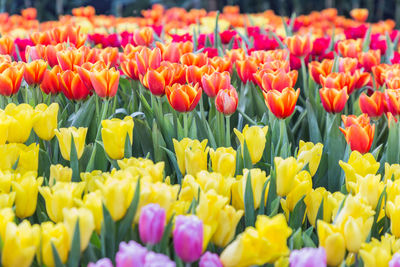 Full frame shot of multi colored tulips in field