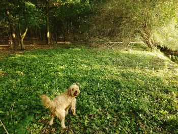 Portrait of dog sitting on field