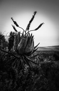 Close-up of plant against sea