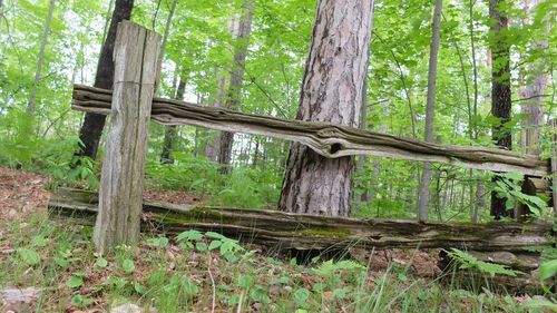 Trees in forest