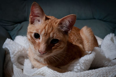 Close-up portrait of ginger cat sitting on sofa