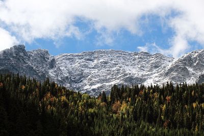 Scenic view of pine trees against sky