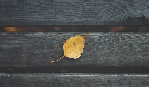 Close-up of yellow leaf on bench