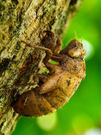 Close-up of insect on tree trunk