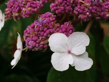Close-up of pink flowers