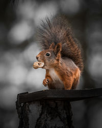 Close-up of squirrel