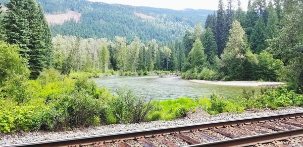 Plants growing on railroad track