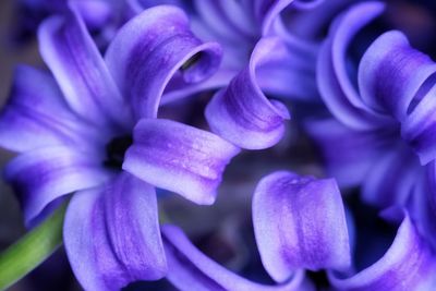 Close-up of purple flowering plant