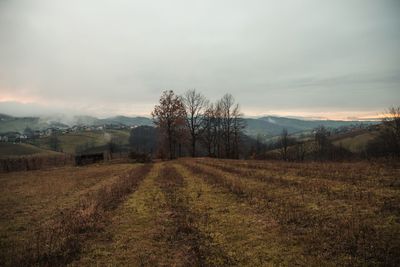 Scenic view of field against sky