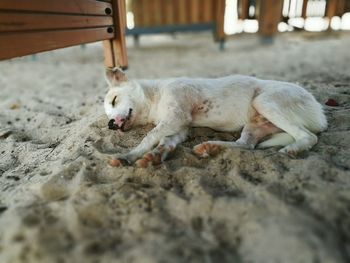 Close-up of dog relaxing outdoors