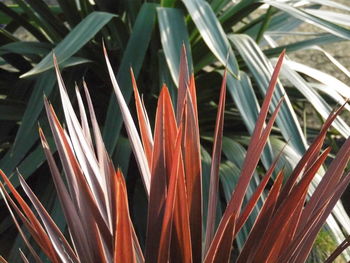 Close-up view of leaves