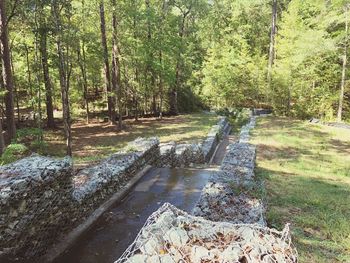 Dirt road amidst trees in forest