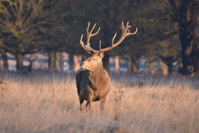 Deer standing on field