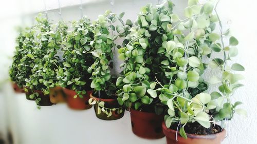 Potted plants hanging against wall at home