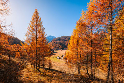 Panoramic view of trees against sky