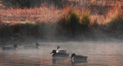 Swans swimming in lake