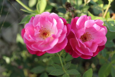 Close-up of pink flower blooming outdoors
