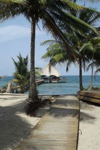 Palm trees on beach