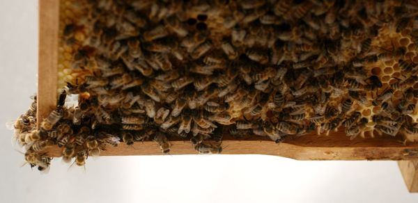 Close-up of bees over white background