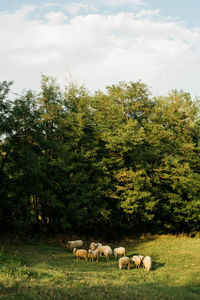 Flock of sheep on field against sky