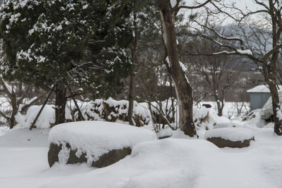 Trees on snow covered landscape