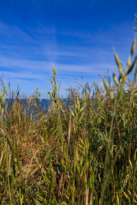 View of stalks in field against blue sky