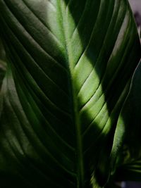 Close-up of succulent plant leaves