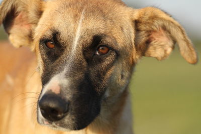 Close-up portrait of dog