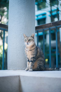 Cat sitting on retaining wall