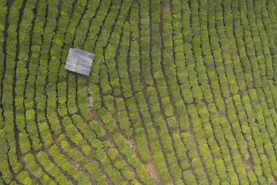 Aerial view of the remote nuogang dai village in lancang, yunnan - china