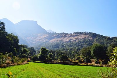 Scenic view of field against clear sky