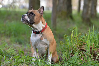 Dog looking away on field