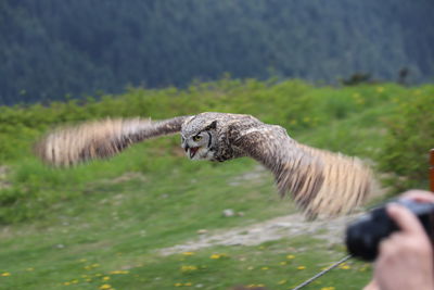 Flying owl