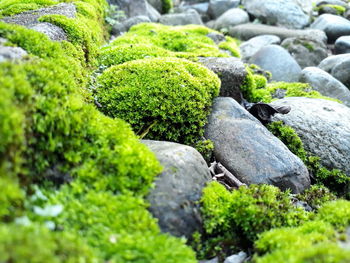 Close-up of snake on rock