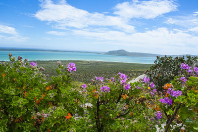 Purple flowering plants by sea against sky