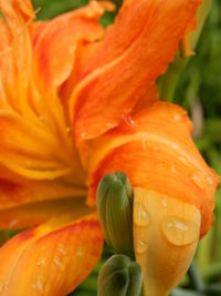 Close-up of orange flowers