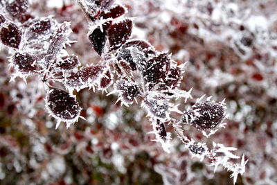 Close-up of frozen plant