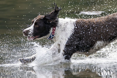 Springer spaniel running through the shoreline water.